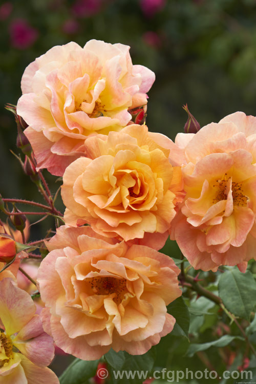 Rosa 'Westerland' ('Friedrich. Worlein' x 'Circus'), a vigorous spreading climber rose up to 45 high, raised by Kordes of Germany and introduced in 1969. Order: Rosales, Family: Rosaceae