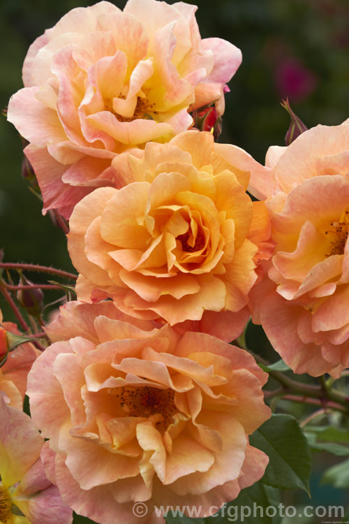 Rosa 'Westerland' ('Friedrich. Worlein' x 'Circus'), a vigorous spreading climber rose up to 45 high, raised by Kordes of Germany and introduced in 1969. Order: Rosales, Family: Rosaceae