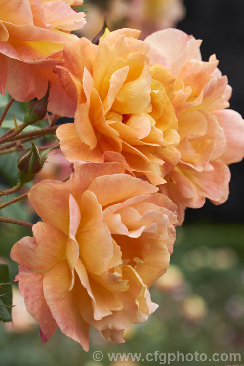 Rosa 'Westerland' ('Friedrich. Worlein' x 'Circus'), a vigorous spreading climber rose up to 45 high, raised by Kordes of Germany and introduced in 1969. Order: Rosales, Family: Rosaceae