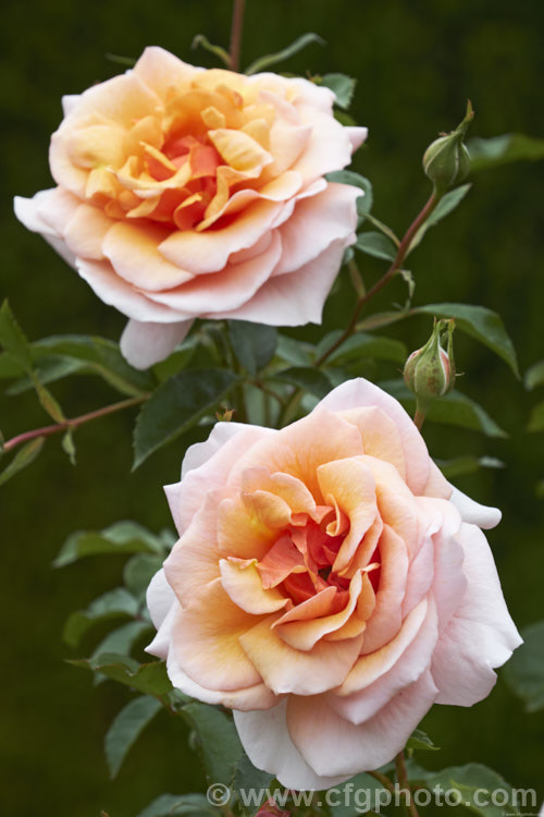 Rosa 'Scent to Remember' ('Enchantment' x 'Warm. Wishes'), a strongly fragrant. Floribunda bush rose raised by Somerfield of New Zealand around 2005 and introduced in 2006. Order: Rosales, Family: Rosaceae