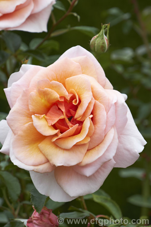 Rosa 'Scent to Remember' ('Enchantment' x 'Warm. Wishes'), a strongly fragrant. Floribunda bush rose raised by Somerfield of New Zealand around 2005 and introduced in 2006. Order: Rosales, Family: Rosaceae