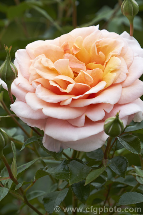 Rosa 'Scent to Remember' ('Enchantment' x 'Warm. Wishes'), a strongly fragrant. Floribunda bush rose raised by Somerfield of New Zealand around 2005 and introduced in 2006. Order: Rosales, Family: Rosaceae