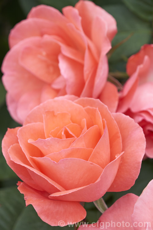 Rosa 'Little Miss Perfect', a cluster-flowered (<i>Floribunda</i>) bush raised by Somerfield of New Zealand before 2007 and introduced in 2014 . It is a compact bush that produces massed colours of blooms in a distinctive coral shade. Order: Rosales, Family: Rosaceae