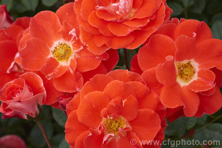 Rosa 'Matangi' (seedling x 'Picasso'), a heavy-flowering. Cluster-flowered (<i>Floribunda</i>) bush rose raised by McGredy of New Zealand and introduced in 1974. Order: Rosales, Family: Rosaceae
