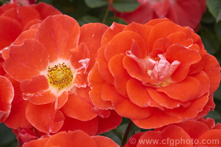 Rosa 'Matangi' (seedling x 'Picasso'), a heavy-flowering. Cluster-flowered (<i>Floribunda</i>) bush rose raised by McGredy of New Zealand and introduced in 1974. Order: Rosales, Family: Rosaceae