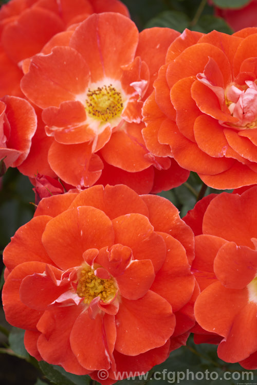 Rosa 'Matangi' (seedling x 'Picasso'), a heavy-flowering. Cluster-flowered (<i>Floribunda</i>) bush rose raised by McGredy of New Zealand and introduced in 1974. Order: Rosales, Family: Rosaceae