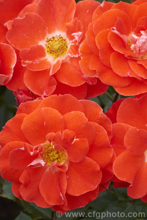 Rosa 'Matangi' (seedling x 'Picasso'), a heavy-flowering. Cluster-flowered (<i>Floribunda</i>) bush rose raised by McGredy of New Zealand and introduced in 1974. Order: Rosales, Family: Rosaceae
