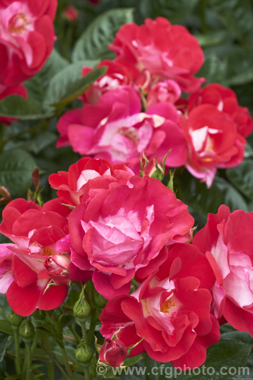 Rosa 'Starship', a compact New Zealand -raised Cluster-flowered (<i>Floribunda</i>) shrub rose. It should not be confused with the Dennis bridges miniature rose of the same name. Order: Rosales, Family: Rosaceae