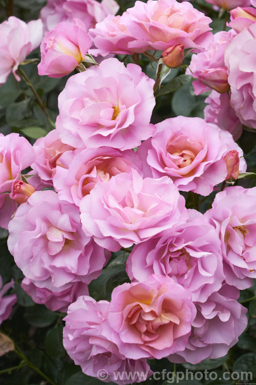 Rosa 'Pacific. Glory', a cluster-flowered (<i>Floribunda</i>) bush raised by Somerfield of New Zealand before 2004 and first introduced in Australia 2010 as 'So. In. Love'. It is a compact bush that produces massed colours of blooms in a distinctive lavender-pink shade. Order: Rosales, Family: Rosaceae