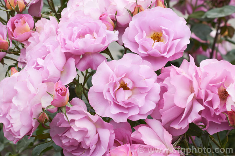 Rosa 'Pacific. Glory', a cluster-flowered (<i>Floribunda</i>) bush raised by Somerfield of New Zealand before 2004 and first introduced in Australia 2010 as 'So. In. Love'. It is a compact bush that produces massed colours of blooms in a distinctive lavender-pink shade. Order: Rosales, Family: Rosaceae