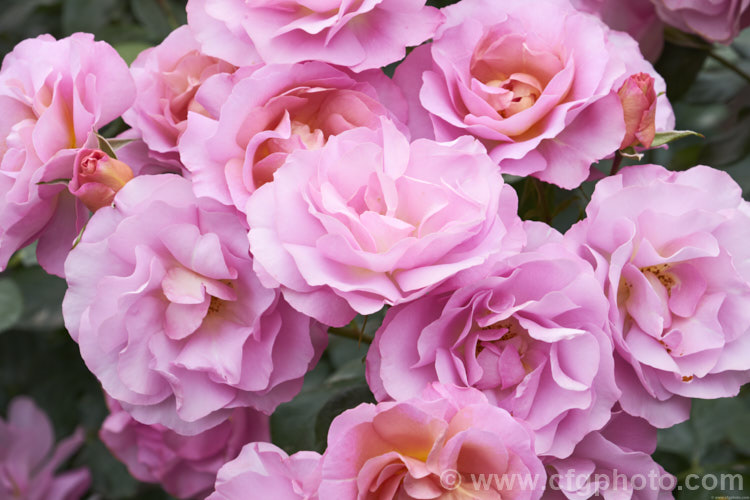 Rosa 'Pacific. Glory', a cluster-flowered (<i>Floribunda</i>) bush raised by Somerfield of New Zealand before 2004 and first introduced in Australia 2010 as 'So. In. Love'. It is a compact bush that produces massed colours of blooms in a distinctive lavender-pink shade. Order: Rosales, Family: Rosaceae