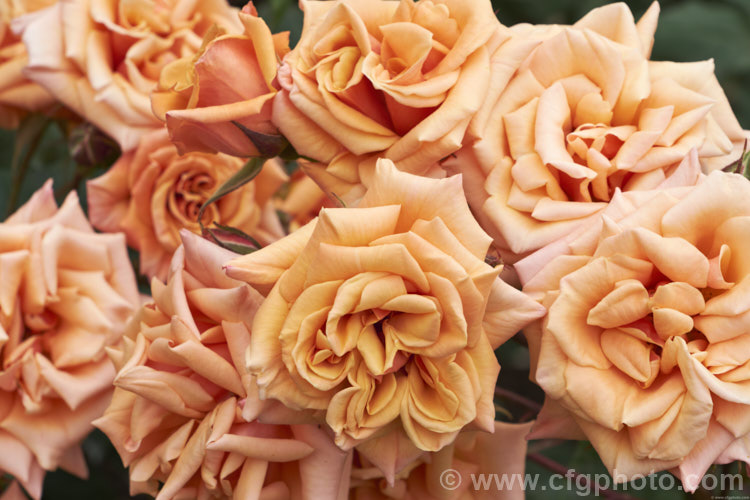 Rosa 'Vesper', a distinctively coloured. Cluster-flowered (<i>Floribunda</i>) bush rose raised by Le. Grice of England in 1966. Order: Rosales, Family: Rosaceae