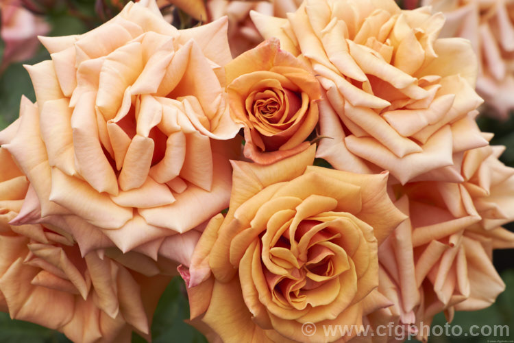 Rosa 'Vesper', a distinctively coloured. Cluster-flowered (<i>Floribunda</i>) bush rose raised by Le. Grice of England in 1966. Order: Rosales, Family: Rosaceae