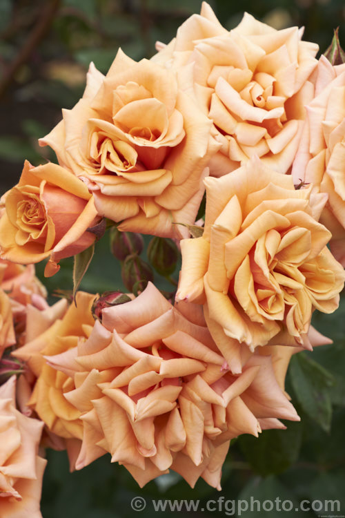 Rosa 'Vesper', a distinctively coloured. Cluster-flowered (<i>Floribunda</i>) bush rose raised by Le. Grice of England in 1966. Order: Rosales, Family: Rosaceae