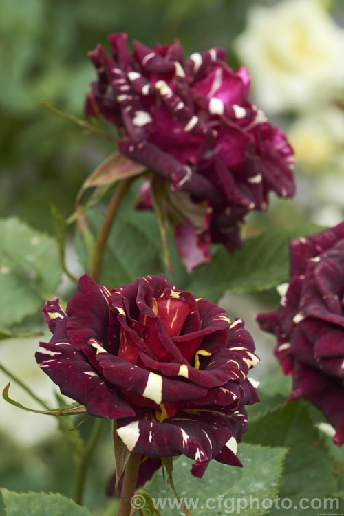 Rosa 'Abracadabra' (<i>Sport of 'Hocus Pocus'), a very interesting coloured, almost thornless floribunda shrub rose developed by Kordes of Germany from 2002. Order: Rosales, Family: Rosaceae