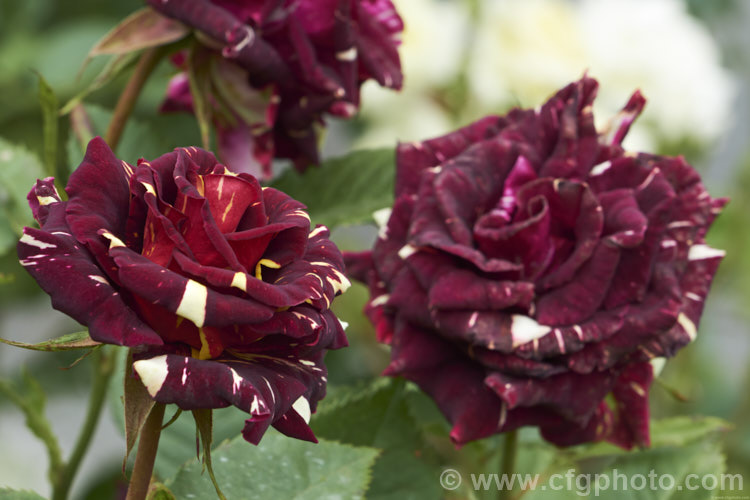 Rosa 'Abracadabra' (<i>Sport of 'Hocus Pocus'), a very interesting coloured, almost thornless floribunda shrub rose developed by Kordes of Germany from 2002. Order: Rosales, Family: Rosaceae