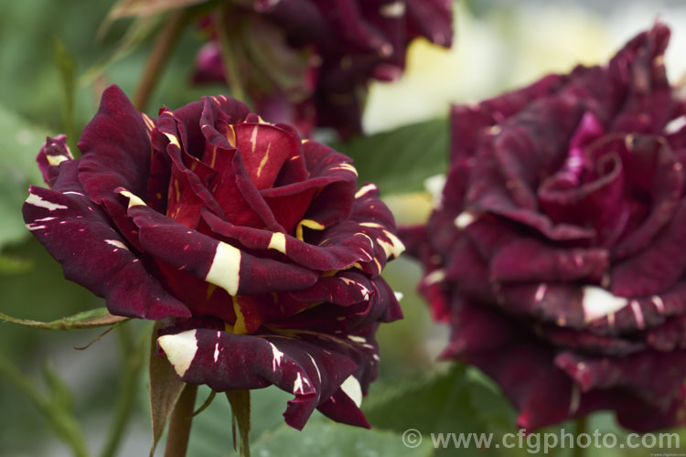 Rosa 'Abracadabra' (<i>Sport of 'Hocus Pocus'), a very interesting coloured, almost thornless floribunda shrub rose developed by Kordes of Germany from 2002. Order: Rosales, Family: Rosaceae