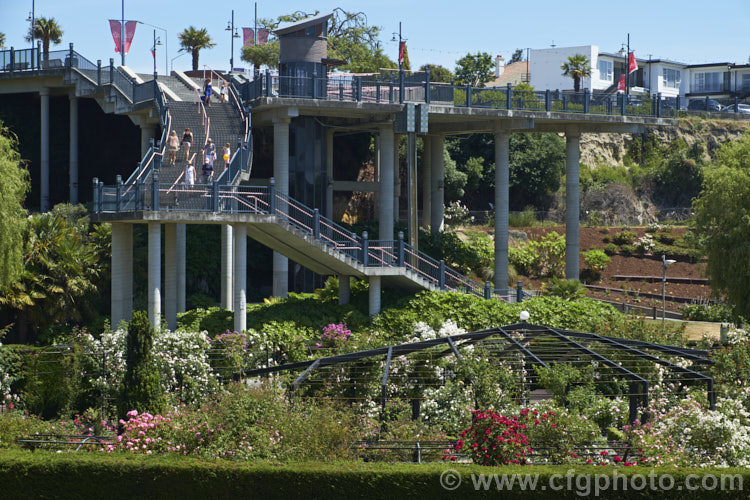 Part of the Trevor. Griffiths. Rose Garden and the steps leading down to Caroline Bay from central Timaru, New Zealand. The garden opened in 2001 and is home to a large collection of David Austin's English Roses. It received a World. Federation of Rose Societies. Garden of Excellence. Award in 2012