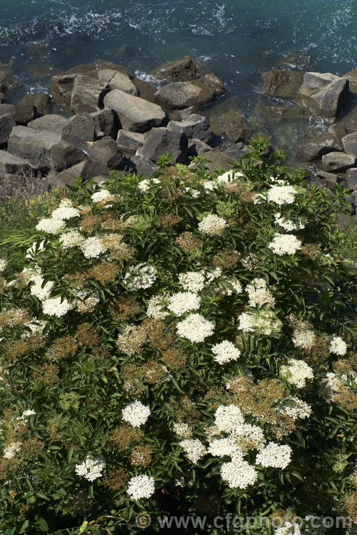 An Elderberry (<i>Sambucus nigra</i>) growing in a rather unusual location at the coast. This Eurasian deciduous shrub has become widely naturalised in temperate areas, and while useful is also an invasive weed. Its flowers and fruit can be used for wine-making. Order: Dipsacales, Family: Adoxaceae