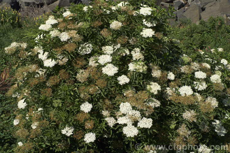 An Elderberry (<i>Sambucus nigra</i>) growing in a rather unusual location at the coast. This Eurasian deciduous shrub has become widely naturalised in temperate areas, and while useful is also an invasive weed. Its flowers and fruit can be used for wine-making. Order: Dipsacales, Family: Adoxaceae