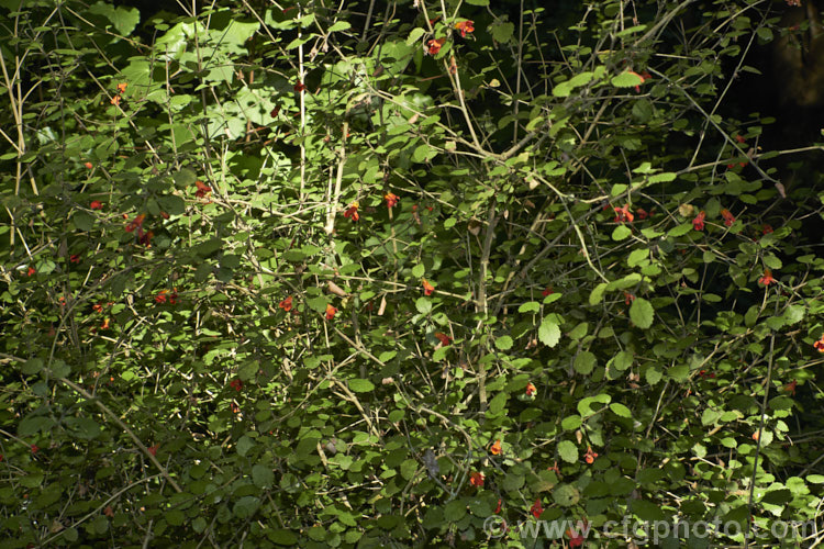 Waiuatua or Matata (<i>Rhabdothamnus solandri</i>), the only New Zealand member of the Gesneriaceae, this 90-180cm tall evergreen shrub flowers sporadically throughout the year