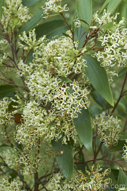 Scrub. Beefwood (<i>Stenocarpus salignus</i>), a spring- to summer-flowering, 20-30m tall, evergreen tree native to eastern Australia. The plant is in bud for a long time before its flowers open from late spring. stenocarpus-2527htm'>Stenocarpus.