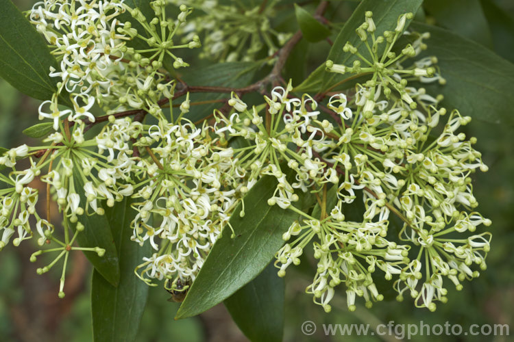 Scrub. Beefwood (<i>Stenocarpus salignus</i>), a spring- to summer-flowering, 20-30m tall, evergreen tree native to eastern Australia. The plant is in bud for a long time before its flowers open from late spring. stenocarpus-2527htm'>Stenocarpus.