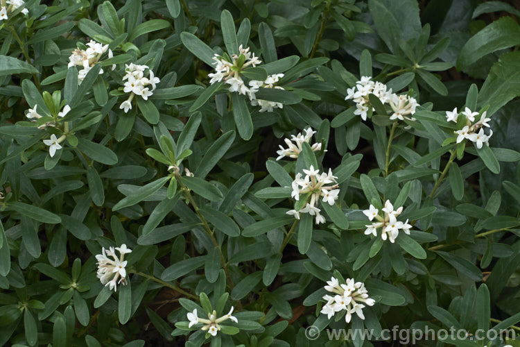 Caucasian Daphne (<i>Daphne caucasica</i>), a late spring- to summer-flowering evergreen shrub native to the Caucasus It grows 1-2m tall and has fragrant white flowers that are followed by yellow to golden brown fruits. Order: Malvales, Family: Thymelaeaceae