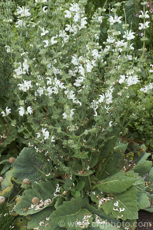 Silver Leaved Sage (<i>Salvia argentea</i>), a biennial or short-lived perennial native to the Mediterranean region. It is more notable for its large, very densely hairy silver-grey leaves than for its heads of small, short-lived white and mauve-blue flowers. Order: Lamiales, Family: Lamiaceae