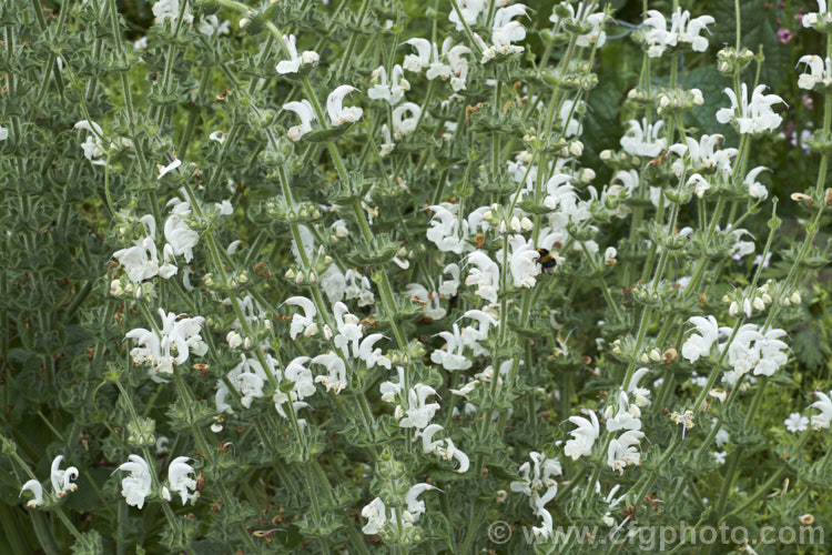 Silver Leaved Sage (<i>Salvia argentea</i>), a biennial or short-lived perennial native to the Mediterranean region. It is more notable for its large, very densely hairy silver-grey leaves than for its heads of small, short-lived white and mauve-blue flowers. Order: Lamiales, Family: Lamiaceae