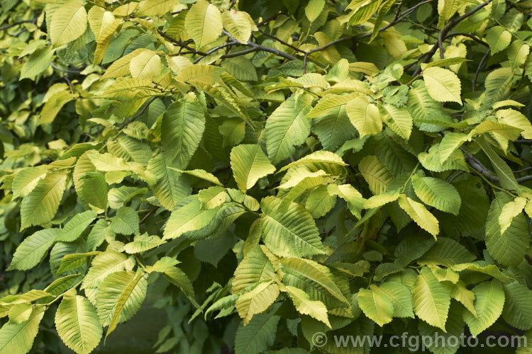 The early summer foliage of Golden Elm (<i>Ulmus procera 'Louis van Houtte'). This yellow-leafed cultivar is derived from the English elm. Its exact origins are uncertain. It is quite easily confused with the Golden Wych Elm (<i>Ulmus glabra 'Lutescens'), but has smaller, stiffer leaves that become quite green in summer. Order: Rosales, Family: Ulmaceae