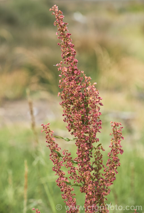 The ripening seed head of Curled Dock (<i>Rumex crispus</i>), a perennial weed, originally of European origin, that is now widely distributed. Its strong, deep taproots make it difficult to remove by hand. The leaf veins and flower stems are often red-tinted. Curled Dock has narrower leaves than those of Rumex obtusifolius</i>) and the edges are twisted. It also tends to grow in damper places and can be semi-aquatic. Order: Caryophyllales, Family: Polygonaceae