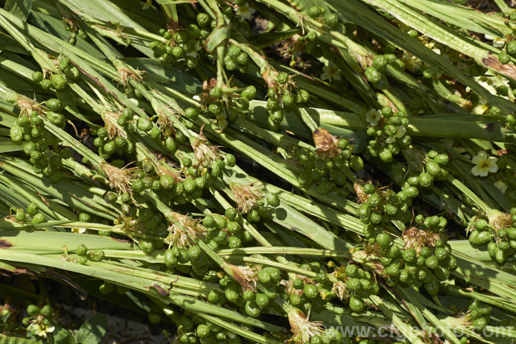 The seed capsules of Sisyrinchium striatum (syn. Sisyrinchium nigricans, Phaiophleps nigricans</i>), a 40-80cm tall, late spring- to early summer-flowering iris-like perennial native to Argentina andChile