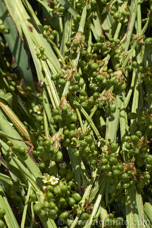 The seed capsules of Sisyrinchium striatum (syn. Sisyrinchium nigricans, Phaiophleps nigricans</i>), a 40-80cm tall, late spring- to early summer-flowering iris-like perennial native to Argentina andChile
