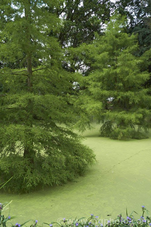 Swamp Cypress or Bald. Cypress (<i>Taxodium distichum</i>) growing in a lake thick with Duck. Weed (<i>Lemna minor</i>). One of the few deciduous conifers, this Swamp Cypress is capable of growing in shallow water. It is native to the southeastern United States. taxodium-2129htm'>Taxodium. Order: Pinales, Family: Cupressaceae