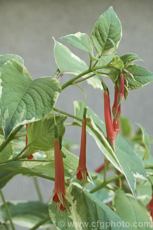 Fuchsia fulgens 'Variegata', a form of a Mexican species first described in 1828. It grows to around 1-3m tall, is evergreen in mild climates and survives light frosts to reshoot from the rootstock in spring. fuchsiashtml'>Fuchsia. <a href='onagraceae-plant-family-photoshtml'>Onagraceae</a>.