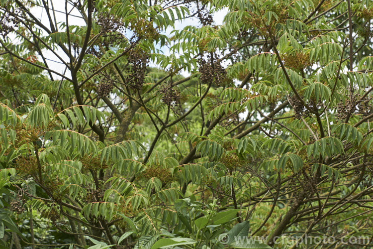 Wax Tree (<i>Toxicodendron succedaneum [syn. Rhus succedanea]) in summer, with new season's flowerheads and the dried raisin-like fruits of the previous season a small tree from eastern Asia, the foliage of which can cause an allergic dermatitis. The foliage often develops vivid red and orange to purplish autumn tones and its crushed fruits have been used to make candle wax. They can also produce bio-diesel. Order: Sapindales, Family: Anacardiaceae