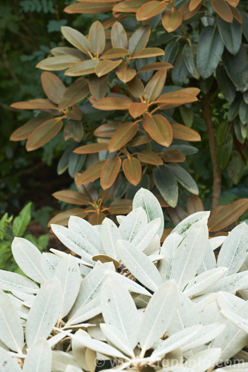 Rhododendron pachysanthum (syn. Rhododendron venturi</i>) 'Silbervelours', a cultivar of a small densely-foliaged shrub native to Taiwan where it occurs at around 3300m altitude. In contrast to the species, which has a thick rusty brown indumentum on both sides of the foliage, 'Silbervelours' has pale whitish grey indumentum until the leaves mature, when the upper surfaces become green. The flowers are white to pale pink. It was introduced by Hachmann of Germany in 1988