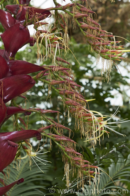 Alcantarea imperialis 'Rubra' (syn. Vriesea imperialis 'Rubra'), a strongly purple-red-tinted cultivar of an impressively large bromeliad native to Brazil. The leaves can grow to over 12m long and it can take many years before the plant produces its impressive 2-3m tall inflorescence, after which the plant dies. alcantarea-3552htm'>Alcantarea.