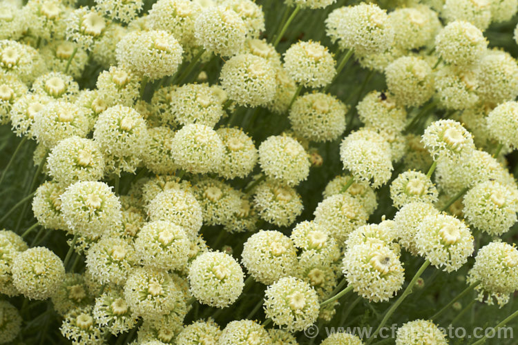 'Lemon Queen'. Lavender. Cotton (<i>Santolina chamaecyparissus 'Lemon Queen'), a cream-flowered cultivar of an evergreen shrub native to the western and central Mediterranean region. Its small globular flower heads appear en-masse from early summer. santolina-2485htm'>Santolina.