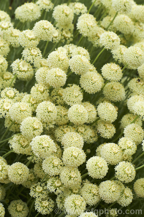'Lemon Queen'. Lavender. Cotton (<i>Santolina chamaecyparissus 'Lemon Queen'), a cream-flowered cultivar of an evergreen shrub native to the western and central Mediterranean region. Its small globular flower heads appear en-masse from early summer. santolina-2485htm'>Santolina.
