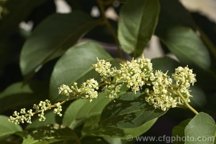 Wilford's Threewingnut or Thunder. God. Vine (<i>Tripterygium wilfordii</i>), a vigorous, scrambling, deciduous vine. It is native to Taiwan, nearby parts of southern China and the highlands of northern Burma. The panicles of tiny cream flowers open in midsummer and are followed by small, green, three-winged seed capsules that redden when mature. Extracts of this plant are being tested for a variety of medicinal uses. tripterygium-3370htm'>Tripterygium. <a href='celastraceae-plant-family-photoshtml'>Celastraceae</a>.