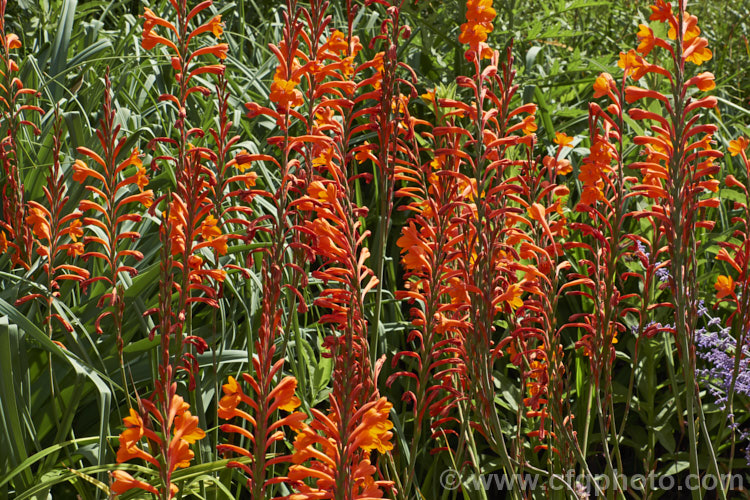 Watsonia pillansii, a bright orange, summer-flowering cormous perennial native to South Africa. It can form a large clump and its flower stems are up to 12m tall watsonia-2394htm'>Watsonia.