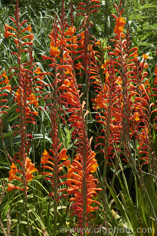 Watsonia pillansii, a bright orange, summer-flowering cormous perennial native to South Africa. It can form a large clump and its flower stems are up to 12m tall watsonia-2394htm'>Watsonia.