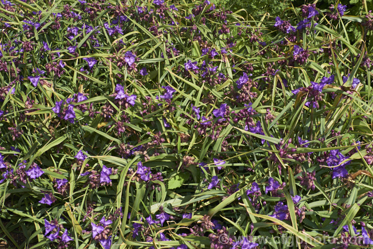 Tradescantia virginiana 'Repanda', a 30-50cm tall, purple-blue-flowered cultivar which although classified under. Tradescantia virginiana is actually one of a group of hybrids derived from several closely related. North American species. tradescantia-3363htm'>Tradescantia. <a href='commelinaceae-plant-family-photoshtml'>Commelinaceae</a>.