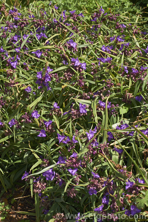 Tradescantia virginiana 'Repanda', a 30-50cm tall, purple-blue-flowered cultivar which although classified under. Tradescantia virginiana is actually one of a group of hybrids derived from several closely related. North American species. tradescantia-3363htm'>Tradescantia. <a href='commelinaceae-plant-family-photoshtml'>Commelinaceae</a>.