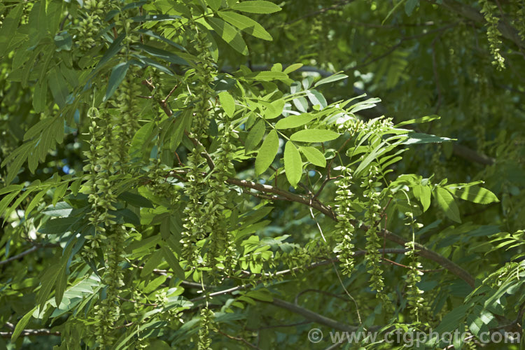 Chinese Wingnut (<i>Pterocarya stenoptera</i>), a 15-20m tall, deciduous tree native to southeastern China. Its small flowers open in spring and pass largely unnoticed, but are followed by hanging chains of small winged fruits. pterocarya-2764htm'>Pterocarya. <a href='juglandaceae-plant-family-photoshtml'>Juglandaceae</a>.
