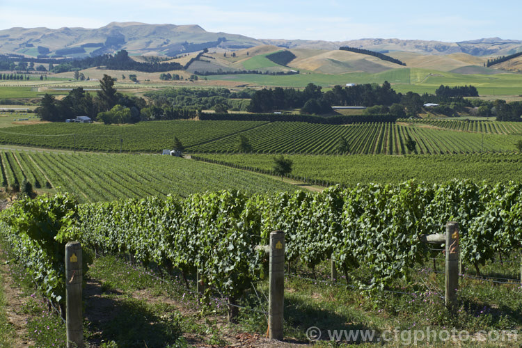 Vineyards on the hills of Waipara, Canterbury, New Zealand Waipara is area of river valley sheltered from the cool southwesterly and coastal easterly winds by a ranges of hills.