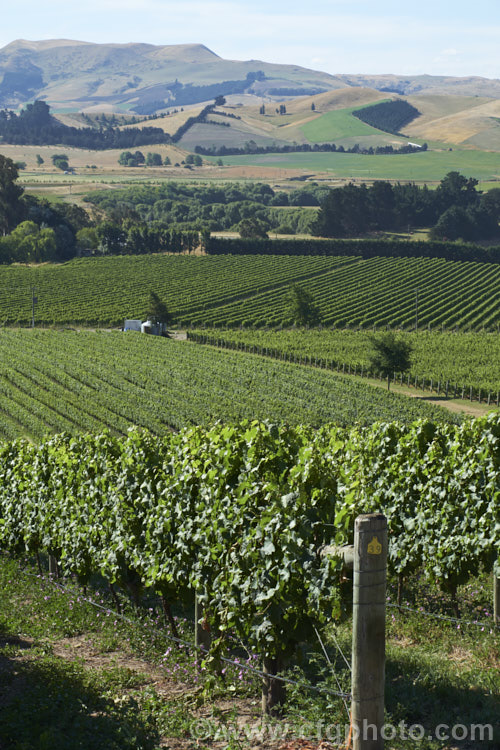 Vineyards on the hills of Waipara, Canterbury, New Zealand Waipara is area of river valley sheltered from the cool southwesterly and coastal easterly winds by a ranges of hills.