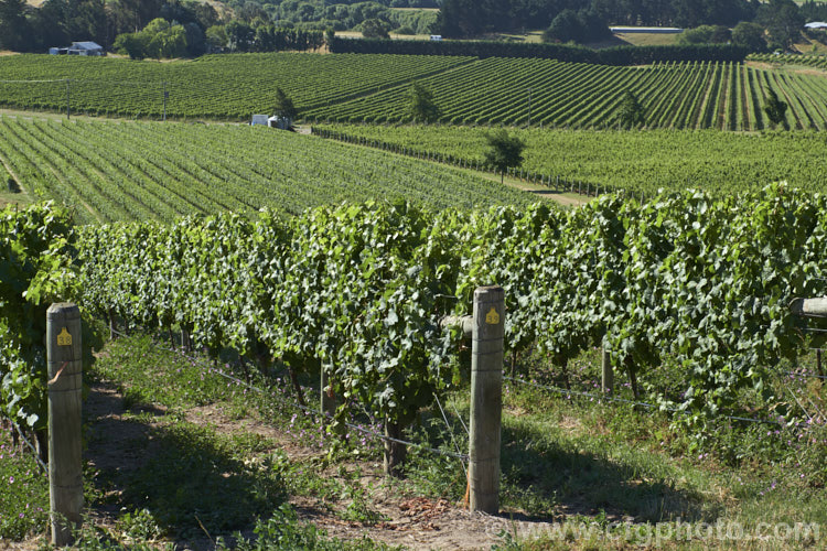Vineyards on the hills of Waipara, Canterbury, New Zealand Waipara is area of river valley sheltered from the cool southwesterly and coastal easterly winds by a ranges of hills.